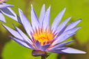 Cape blue water lily